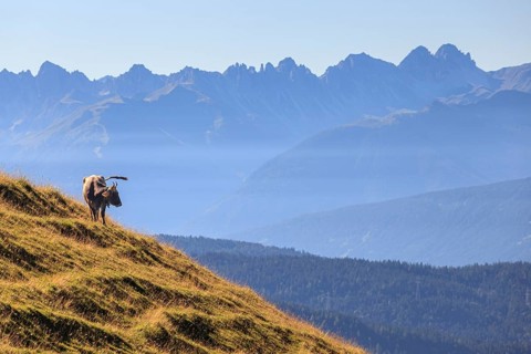 Cow standing on alpine meadow in front of mountains, summer, midday light, Wetterstein mountains,