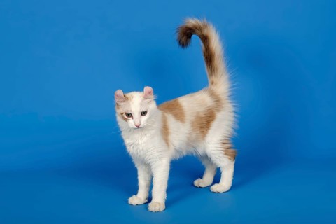American-Curl kitten, age 17 weeks, colour seal torbie point with white, studio picture