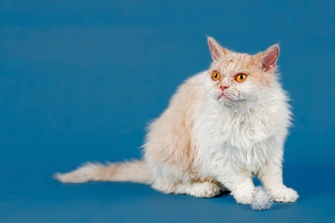 Pedigree cat Selkirk Rex longhair, age 1.5 years, colour fawn tortie white, studio photo