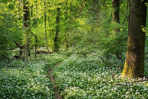 A path leads through a deciduous forest with white flowering ramson (Allium ursinum) in spring in