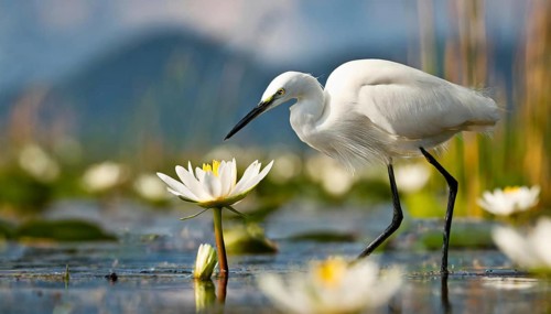 Ai generated, animal, animals, bird, birds, biotope, habitat, a, individual, swims, waters, reeds,