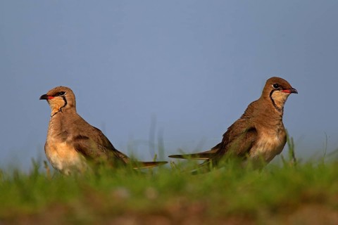 Collared pratincole (Glareola pratincola), Danube Delta Biosphere Reserve, Romania, Europe