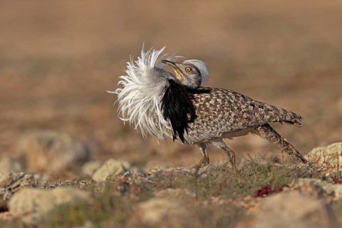 Saharan Houbara Bustard (Chlamydotis undulata fuertaventurae), mating male, Fuerteventura, Spain,