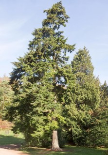 Western hemlock tree, Tsuga heterophylla National arboretum, Westonbirt arboretum, Gloucestershire,