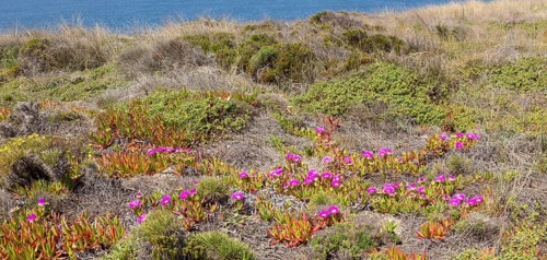 Vegetation Rota Vicentina Fishermen's Trail long distance coast path, Odeciexe, Algarve, Portugal,