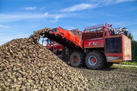 Sugar beet harvest in the Palatinate: The large mountains full of sugar beet at the edge of the