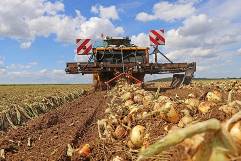 Farmer Markus Frank from Frankenthal during the agricultural onion harvest (onion harvesting)