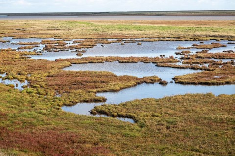 Pools of water in saltings salt marsh by River Ore with Orford Ness beyond, Suffolk, England, UK
