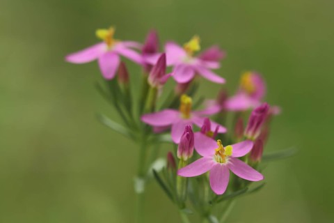 Centaurium pulchellum (Centaurium erythraea), flowers, detail, nature photograph, Bergenheimer