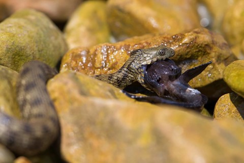 Dice snake (Natrix tessellata) turning round goby (Neogobius melanostomus) on the bank in front of