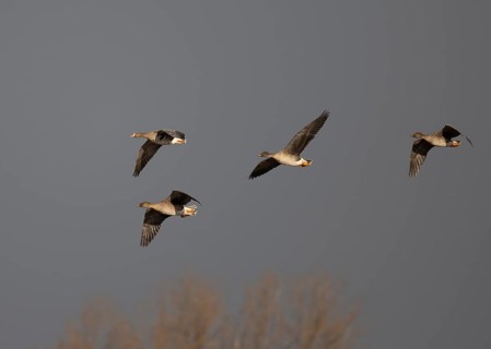 Bean goose (Anser fabalis), Texel, Netherlands