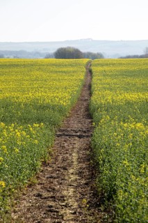 Footpath crossing filed of yellow flowering oilseed rape crop, near Wroughton, Wiltshire, England,