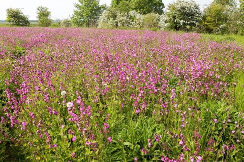 Red campion, Silene dioica, flowering chalk upland grassland Salisbury Plain, near Tilshead,