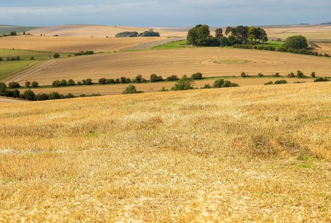 Chalk downland landscape fields of stubble looking west over East Kennett long barrow, Wiltshire,