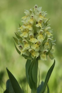 Provence Orchid (Orchis provincialis), French Orchid, Nature Photography, Orchis, Orchids, Orchids,