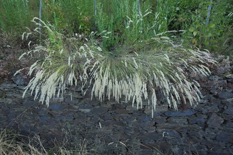 Hairy melic (Melica ciliata) on stone wall in vineyards, perennial, hanging down, tuft of grass,