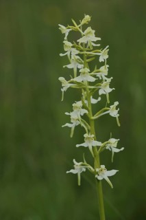 Lesser butterfly-orchid (Platanthera bifolia), Wasserkuppe, biosphere reserve, UNESCO, low mountain