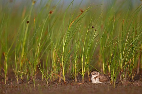 Kentish plover (Charadrius alexandrinus) Female breeding on the ground at the water's edge, Danube