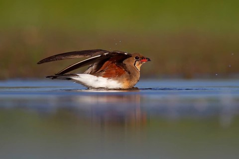 Collared pratincole (Glareola pratincola) bathing in the water, Danube Delta Biosphere Reserve,