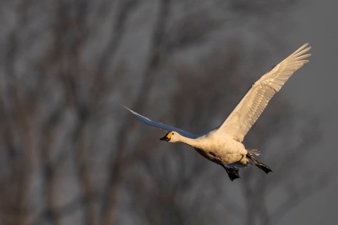 Tundra Swan, Texel, Netherlands