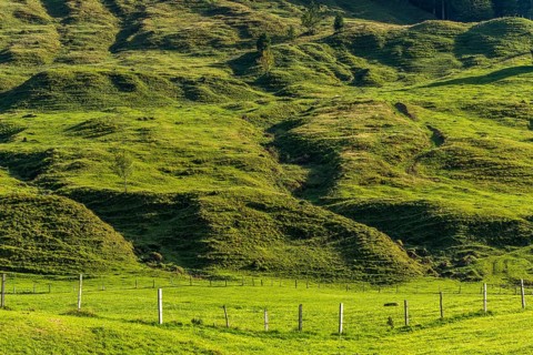 Alpine pasture at Lecknersee, humpback meadow, close-up, municipality of Dornbirn, Bregenzerwald,