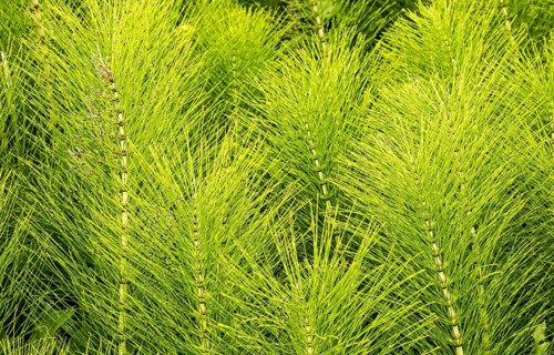 Common Horsetail Equisetum arvense plant, Suffolk, England, UK