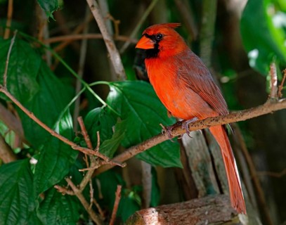 Male Northern Cardinal (Cardinalis cardinalis), a mid sized songbird common in Eastern North