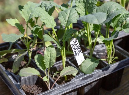 Close up of seed tray of black kale plant seedlings, Brassica oleracea Lacinato