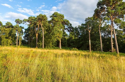 Heathland vegetation with Scots pine tree, Pinus sylvestris, Sutton Heath, near Shottisham,
