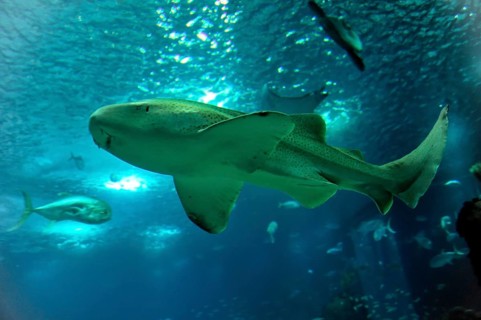 Shark in saltwater aquarium, Lisbon, Lisboa in Portugal