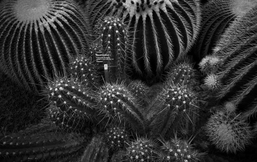 Golden globe cactus (Echinocactus platyacanthus) and farmer's cactus (Echinopsis candicans), cactus