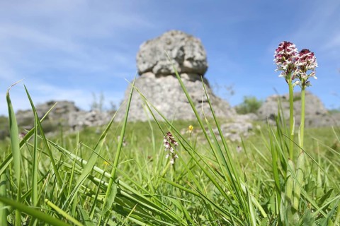 Burnt-tip orchid (Orchis ustulata), rock formation, limestone rock, limestone, environment, blades