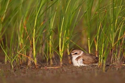 Kentish plover (Charadrius alexandrinus) Female breeding on the ground at the water's edge, Danube