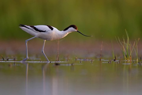 Black-capped avocet (Recurvirostra avosetta), Danube Delta Biosphere Reserve, Romania, Europe