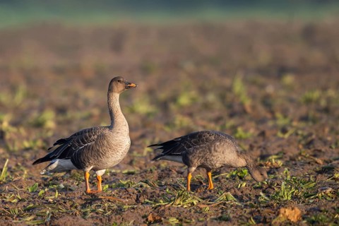 Bean goose (Anser fabalis), Texel, Netherlands