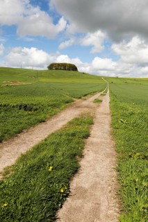 Path leading towards chalk scarp slope at Furze Knoll, Morgan's Hill, Marlborough Downs, Wiltshire,
