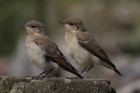 Two young northern wheatear (Oenanthe oenanthe), juvenile, two, synchronised, equal, Fueloephazi