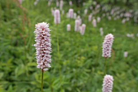 Meadow with meadow bistort (Persicaria bistorta), depth of field, blurred, Grosser Feldberg,