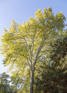 London plane tree, Platanus x hispanica, National arboretum, Westonbirt arboretum, Gloucestershire,