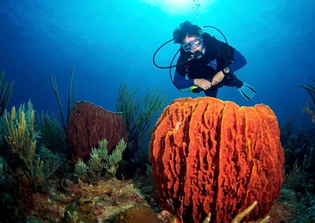 Diving in the Caribbean - tube sponge, Caribbean, Central America