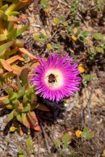 Pink purple flower of Carpobrotus edulis, a ground-creeping plant with succulent leaves native to