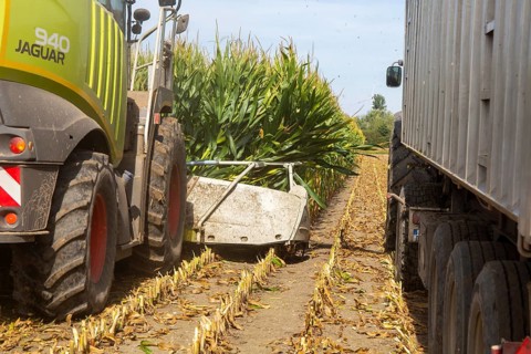 Rhineland-Palatinate, Germany: Maize harvesting (maize chopping) for the Alexanderhof biogas plant