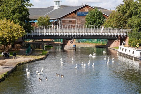 Swan on Kennet and Avon canal in the town centre of Newbury, Berkshire, England, UK