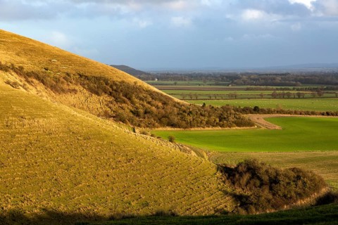 Chalk scarp slope Knapp Hill, Vale of Pewsey, Alton Priors, Wiltshire, England, UK