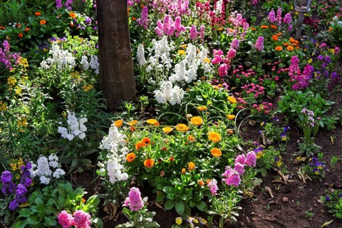 Splendour of flowers in spring, gardens, arabic, islamic, oriental, light and shade, Generalife