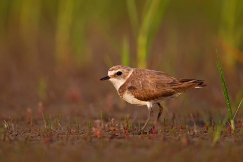 Kentish plover (Charadrius alexandrinus) female, Danube Delta Biosphere Reserve, Romania, Europe