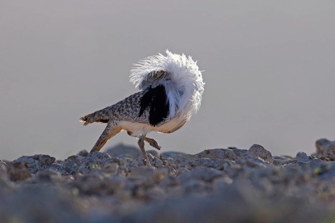 Saharan Houbara Bustard (Chlamydotis undulata fuertaventurae), mating male, Fuerteventura, Spain,