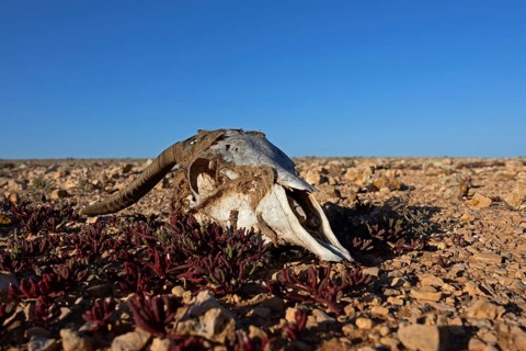 Skull of a goat, semi-desert near Tindaya, Fuerteventura, Canary Islands, Spain, Europe