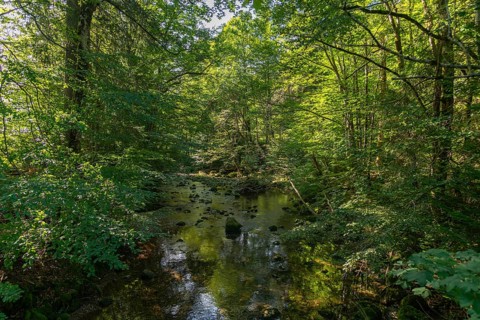 Leckner Ach, Lecknersee, Buckelwiese, municipality of Dornbirn, Wald, Bregenzerwald, Voralberg,