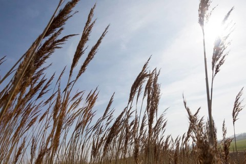 Close up of seed heads and stalks of tall reeds near the coast at Bawdsey, Suffolk, England, UK